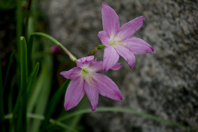 Close-up of pink flowering plant