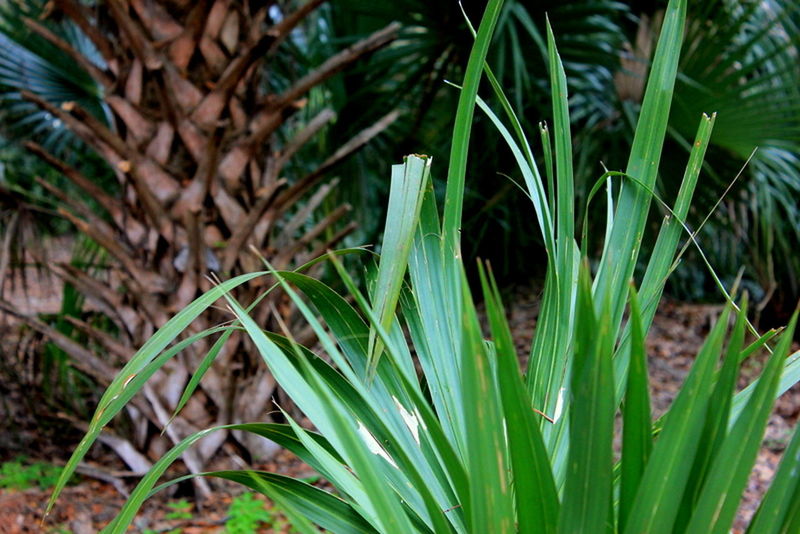 CLOSE-UP OF FRESH PLANT