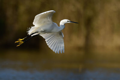 White bird flying