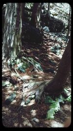 Close-up of tree trunk in forest