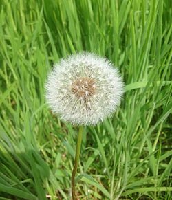 Close-up of dandelion growing on field