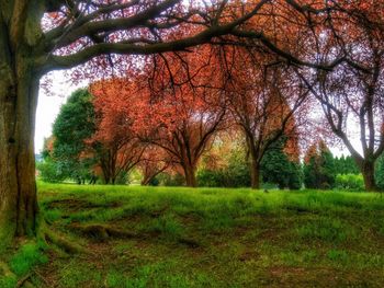 Trees on field against sky