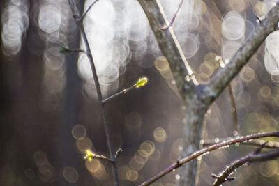 Close-up of spider web on tree