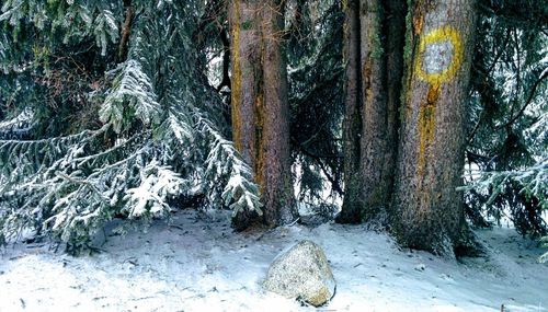 Trees in forest during winter