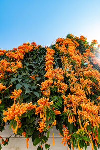 Low angle view of orange flowering plants against sky