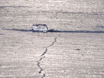 Close-up of lizard on wood