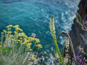 Close-up of flowering plants against blurred background