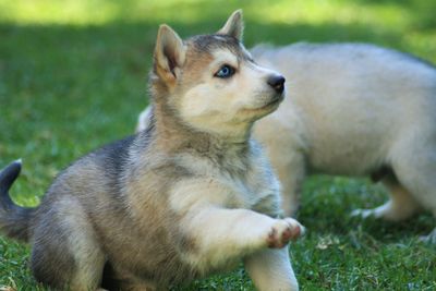 Close-up of husky puppy