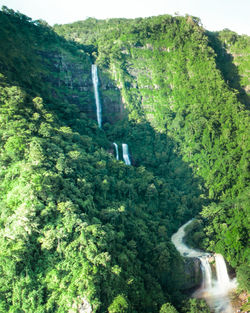 Scenic view of waterfall amidst trees in forest