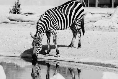 Zebra drinking water in lake during sunny day