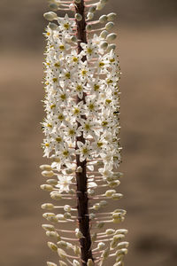 Close-up of white flowering plant