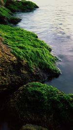 Moss growing on rocks