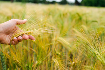 Woman's hand touches mature ears of wheat