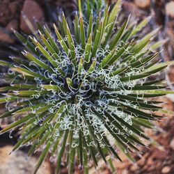 Close-up of succulent plant