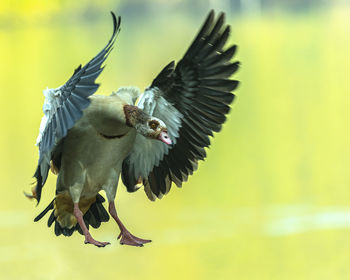 Close-up of bird flying