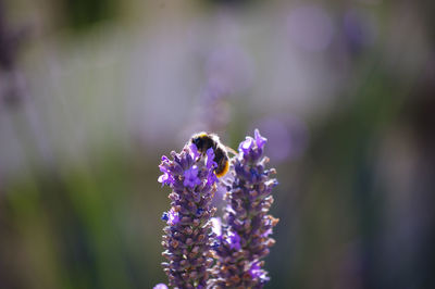 Close-up of bee pollinating on purple flower