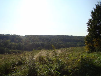 Scenic view of field against clear sky