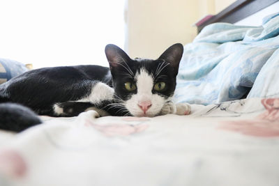 Close-up portrait of a cat lying on bed