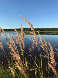 Scenic view of lake against clear blue sky