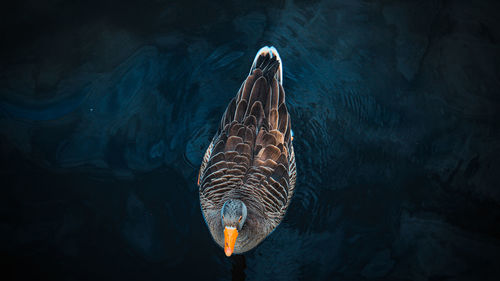High angle view of duck swimming in lake.