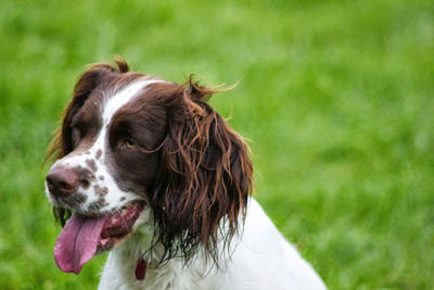 Close-up of a dog looking away