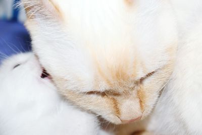 High angle view of white cats