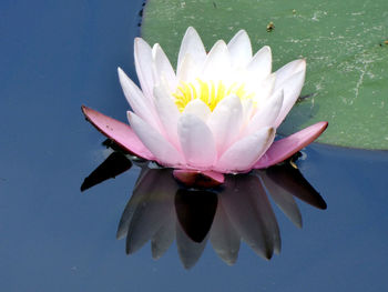 Close-up of lotus water lily in lake