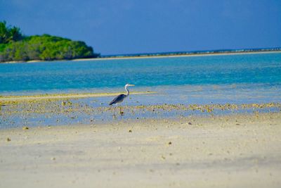 Gray heron flying over beach against clear sky