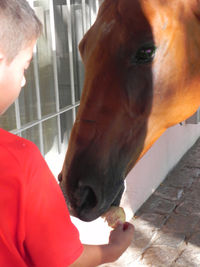 Close-up of hand feeding horse