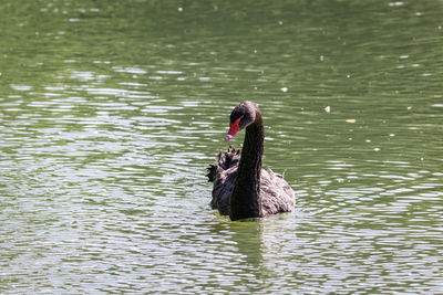 Black swan swimming in lake