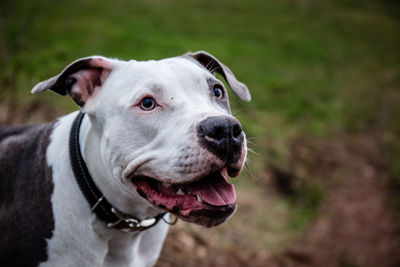 Close-up portrait of dog looking away