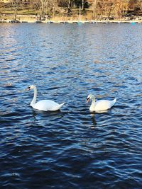 Swans swimming in lake