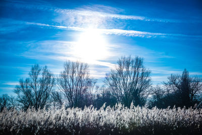 Plants growing on field against bright sun