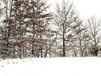Bare trees on snow covered landscape