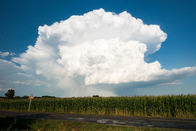 Scenic view of field against sky