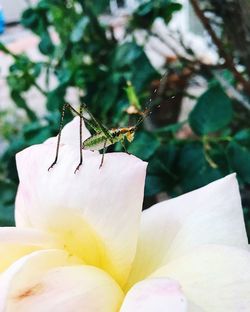 Close-up of insect on flower