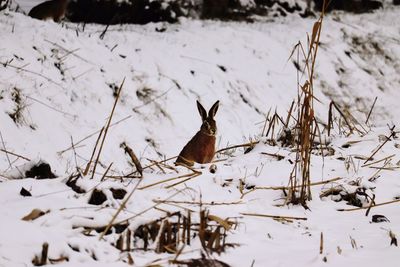 Hare on snow covered land