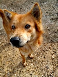 High angle portrait of dog looking at camera