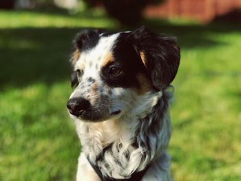 Close-up of dog looking away