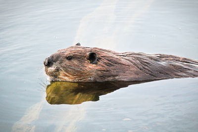 High angle view of turtle swimming in lake