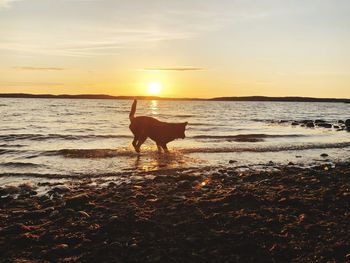 Dog on beach during sunset