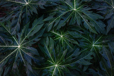 Full frame shot of fresh green plant