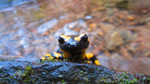 Close-up of salamander on wet rock