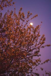 Low angle view of cherry blossoms against sky