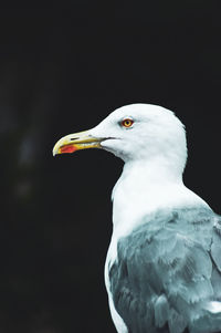 Close-up of seagull