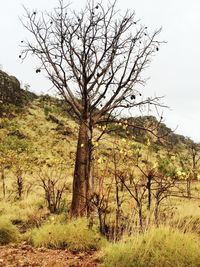 Bare tree on field against clear sky