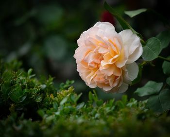 Close-up of rose plant