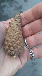 Cropped image of person holding pine cone