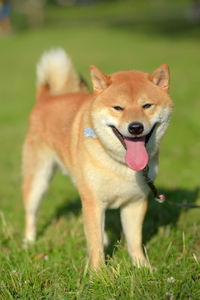 Portrait of dog standing on field