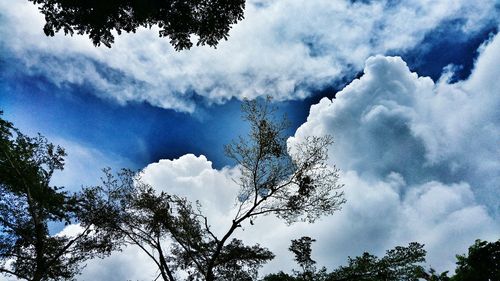 Low angle view of trees against cloudy sky